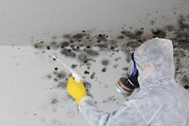 Best Basement Mold Removal  in Spring Grove, IL